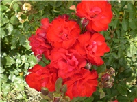 3e3abe52-Picture 3477.jpg